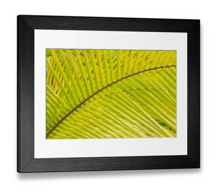 Framed Print : Coconut Palm Fronds, Honduras, Central America