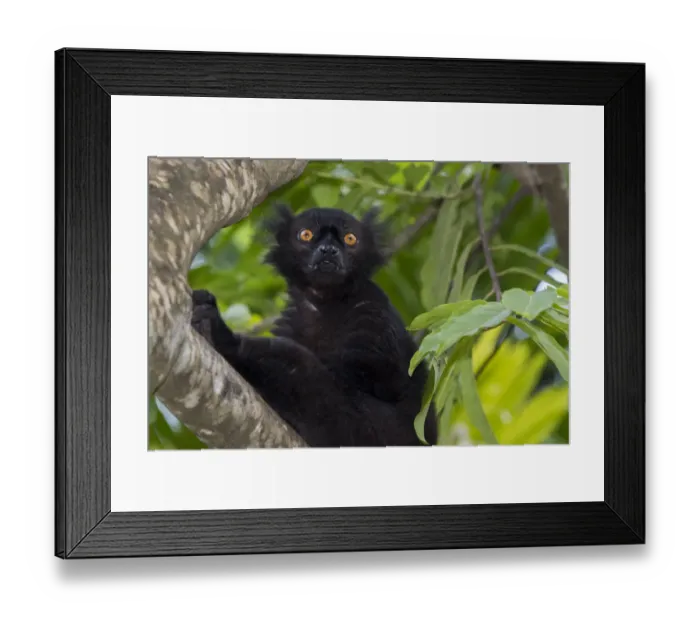 Framed Print : Madagascar, Nosy Be (Big Island) off the northwest coast of mainland Madagascar. Wild black lemur Framed Print : Madagascar, Nosy Be (Big Island) off the northwest coast of mainland Madagascar. Wild black lemur