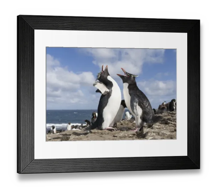 Framed Print : Rockhopper Penguin (Eudyptes chrysocome), subspecies western rockhopper penguin Framed Print : Rockhopper Penguin (Eudyptes chrysocome), subspecies western rockhopper penguin