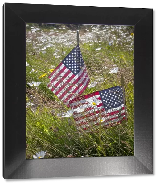 USA, Alaska, Ninilchik. US flags in American Legion Cemetery