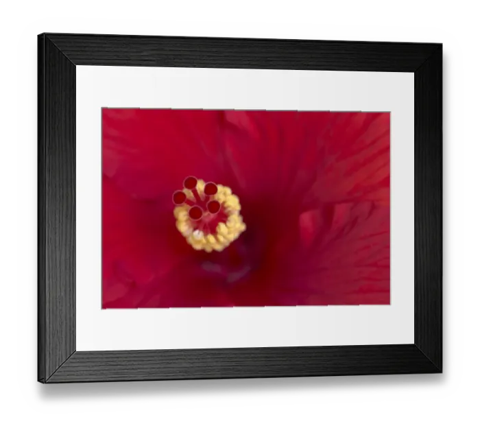 Framed Print : Close-up of red hibiscus flowering Framed Print : Close-up of red hibiscus flowering