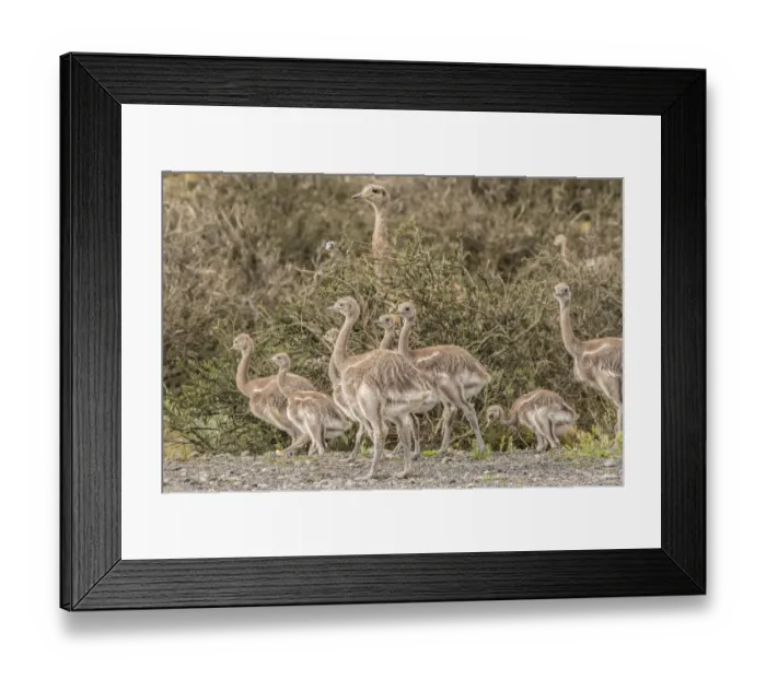 Framed Print : South America, Chile, Patagonia. Male rhea and chicks