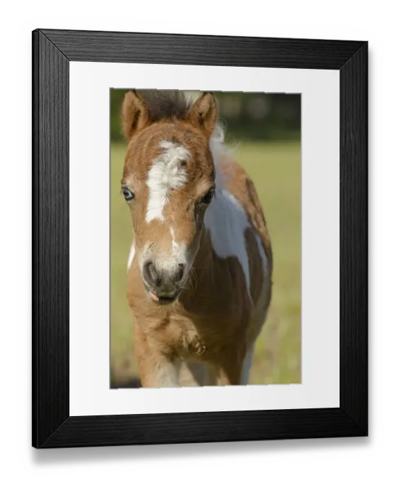 Framed Print : Baby Miniature horse paint colt Framed Print : Baby Miniature horse paint colt
