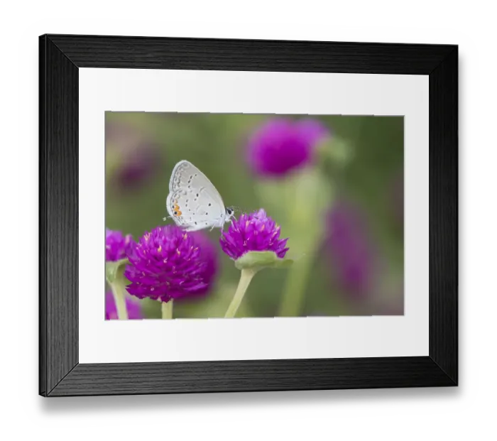Framed Print : 03226-01116 Eastern Tailed-Blue (Everes comyntas) on Globe Amaranth (Gomphrena globosa) Marion Co