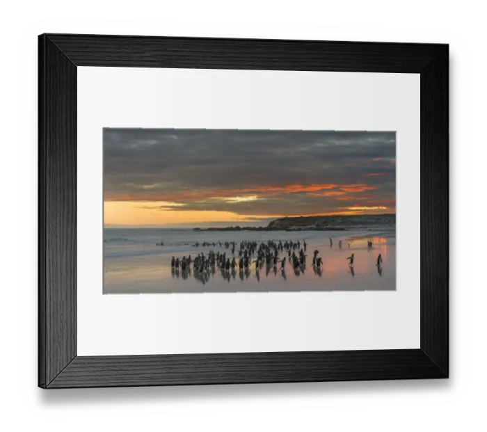 Framed Print : Gentoo Penguin (Pygoscelis papua), Falkland Islands. South America, Falkland Islands