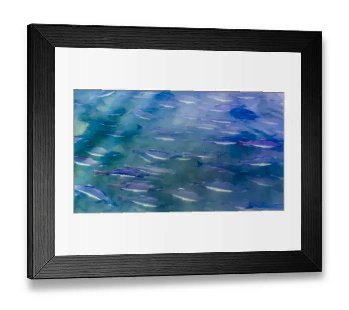 Framed Print : USA, Alaska, Potters Marsh. Salmon spawning Framed Print : USA, Alaska, Potters Marsh. Salmon spawning