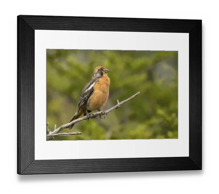 Framed Print : South America, Chile, Patagonia. Plant-cutter bird on limb Framed Print : South America, Chile, Patagonia. Plant-cutter bird on limb