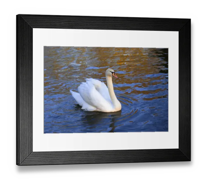 Framed Print : Swan in Keukenhof Gardens