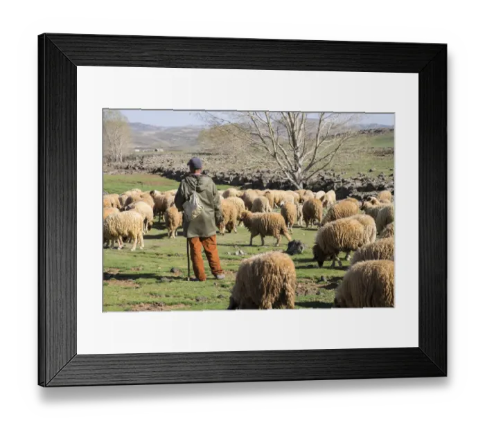 Framed Print : Africa, Morocco. A man tends his flock of sheep in the High Atlas mountains Framed Print : Africa, Morocco. A man tends his flock of sheep in the High Atlas mountains