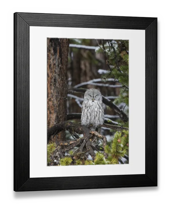 Framed Print : 01128-00104 Great Gray Owl (Strix nebulosa) Yellowstone National Park, WY Framed Print : 01128-00104 Great Gray Owl (Strix nebulosa) Yellowstone National Park, WY