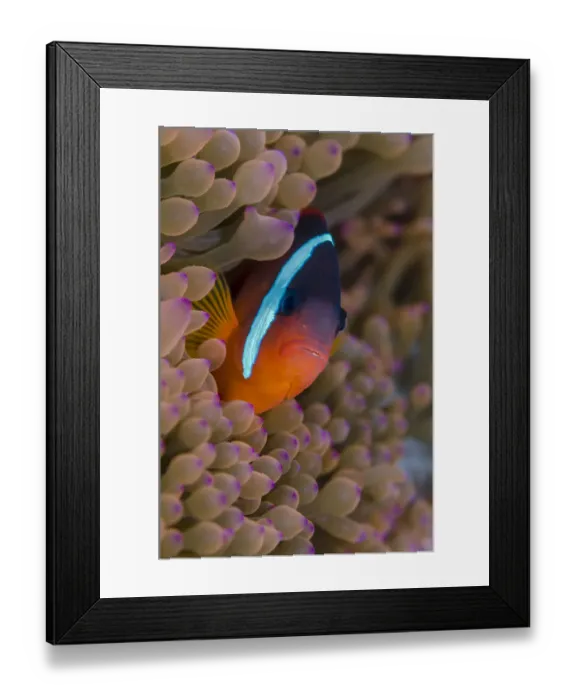 Framed Print : Fiji. Clownfish hiding among sea anemones Framed Print : Fiji. Clownfish hiding among sea anemones