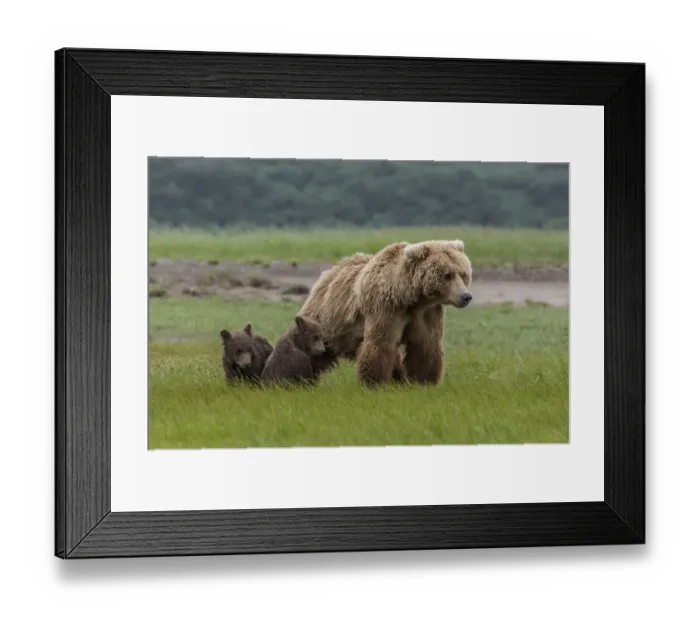 Framed Print : North America, USA, Alaska, Katmai National Park, Hallo Bay. Coastal Brown Bear, Grizzly Framed Print : North America, USA, Alaska, Katmai National Park, Hallo Bay. Coastal Brown Bear, Grizzly