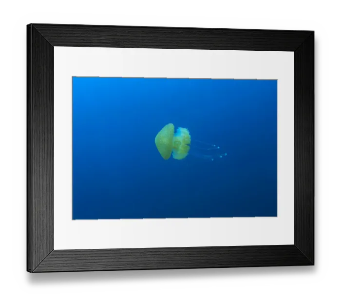 Framed Print : open water jellyfish, near San Diego, CA, USA Framed Print : open water jellyfish, near San Diego, CA, USA