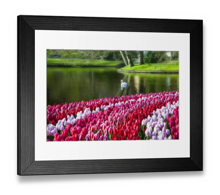 Framed Print : Netherlands, Lisse, Keukenhof Gardens, Swan Swimming Framed Print : Netherlands, Lisse, Keukenhof Gardens, Swan Swimming