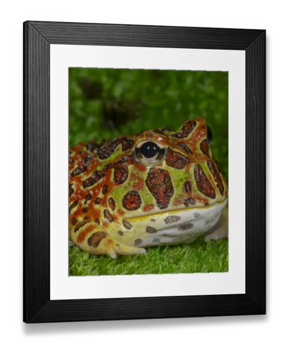 Framed Print : High Red Ornate Pacman Frog, Ceratophrys ornate, controlled conditions Framed Print : High Red Ornate Pacman Frog, Ceratophrys ornate, controlled conditions