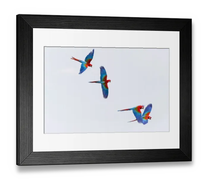 Framed Print : South America, Brazil, Mato Grosso do Sul, Jardim, Sinkhole of the Macaws, red-and-green macaw Framed Print : South America, Brazil, Mato Grosso do Sul, Jardim, Sinkhole of the Macaws, red-and-green macaw
