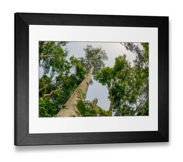 Framed Print : Marantaceae forest interior. Odzala-Kokoua National Park Framed Print : Marantaceae forest interior. Odzala-Kokoua National Park