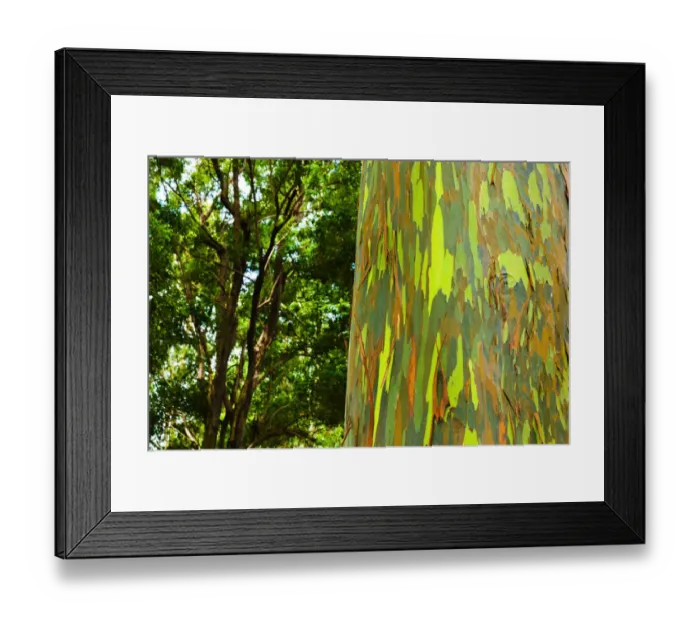 Framed Print : Rainbow Eucalyptus bark (Eucalyptus deglupta - Mindanao Gum), Island of Kauai, Hawaii USA