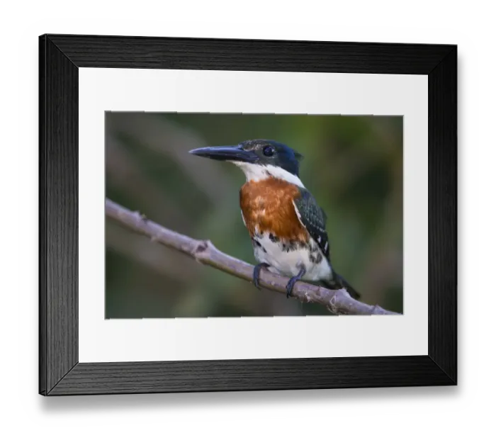 Framed Print : South America. Brazil. A Green kingfisher (Cloroceryle americana) commonly found in the Pantanal Framed Print : South America. Brazil. A Green kingfisher (Cloroceryle americana) commonly found in the Pantanal