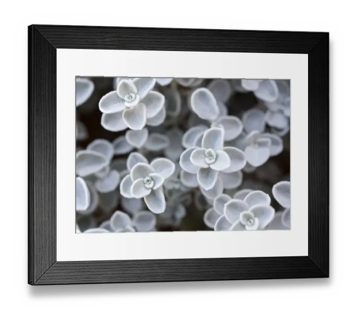 Framed Print : USA, Arizona. Close-up of succulent plants