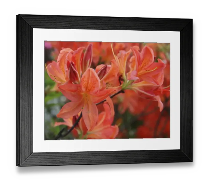 Framed Print : Spring Blossoms Framed Print : Spring Blossoms