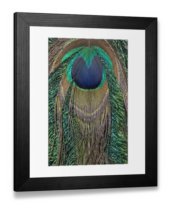 Framed Print : Close-up of peacock tail feather Framed Print : Close-up of peacock tail feather