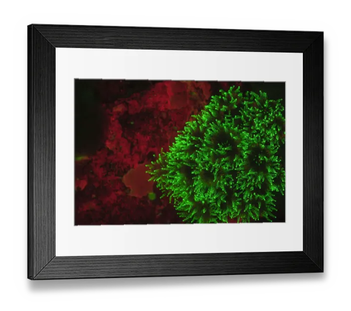 Framed Print : natural occuring Fluorescence emitted at night using special uv blocking filters Framed Print : natural occuring Fluorescence emitted at night using special uv blocking filters