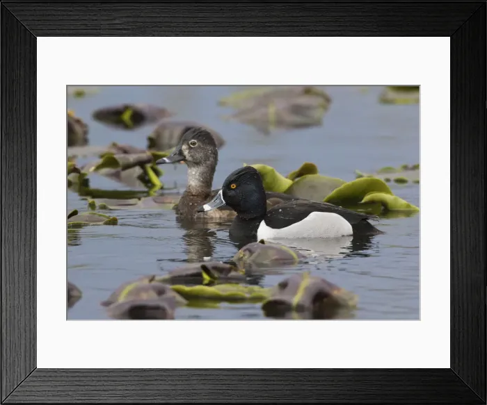 Framed Print : Ring-necked Ducks Framed Print : Ring-necked Ducks