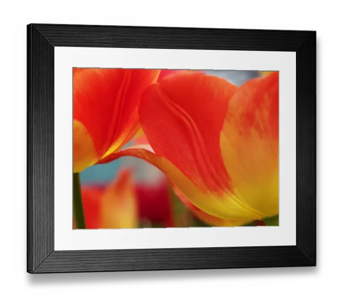 Framed Print : Europe; Netherlands; Macro image of Colorful Tuliip Framed Print : Europe; Netherlands; Macro image of Colorful Tuliip