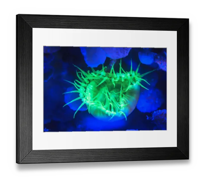 Framed Print : Night dive at Barrier Reef near Saint Georges Caye, Fluorescence emitted at night Framed Print : Night dive at Barrier Reef near Saint Georges Caye, Fluorescence emitted at night