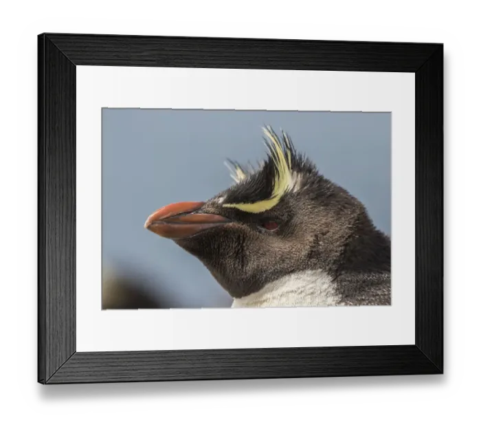 Framed Print : Falkland Islands, Bleaker Island. Rockhopper penguin portrait Framed Print : Falkland Islands, Bleaker Island. Rockhopper penguin portrait