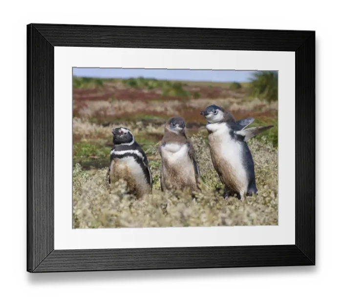 Framed Print : Magellanic Penguin (Spheniscus magellanicus), at burrow with half grown chicks. South America