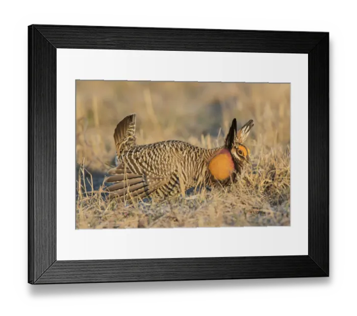 Framed Print : 00842-05001 Greater Prairie-Chicken (Tympanuchus cupido) male displaying / booming Framed Print : 00842-05001 Greater Prairie-Chicken (Tympanuchus cupido) male displaying / booming
