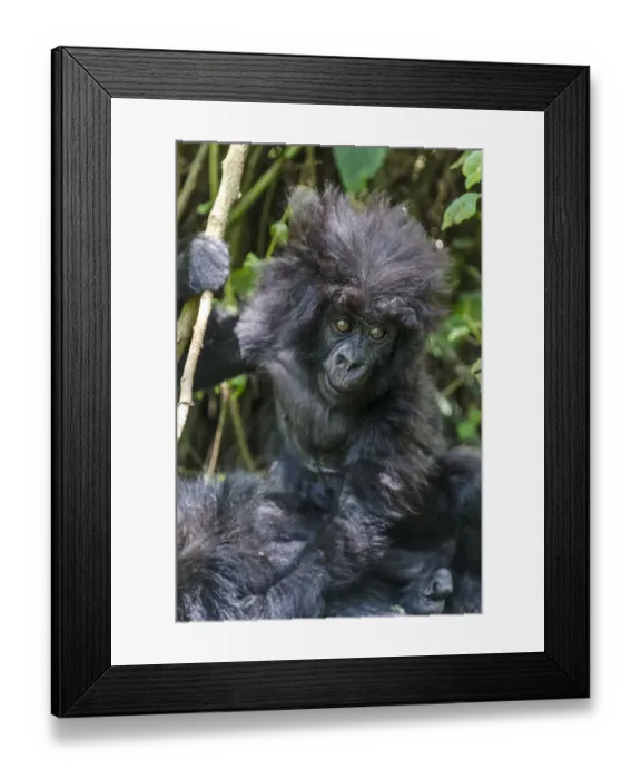 Framed Print : Gorilla mother with 6-month-old baby in the forest, Parc National des Volcans, Rwanda Framed Print : Gorilla mother with 6-month-old baby in the forest, Parc National des Volcans, Rwanda