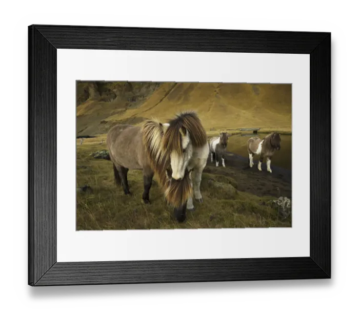 Framed Print : Icelandic horses, Iceland