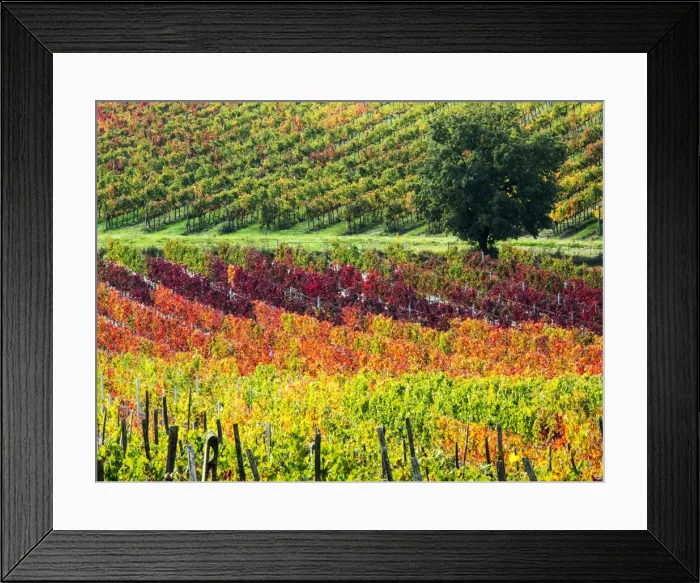 Framed Print : Europe; Italy Montepulciano; Autumn Vinyards in full color near Montepulciano Framed Print : Europe; Italy Montepulciano; Autumn Vinyards in full color near Montepulciano