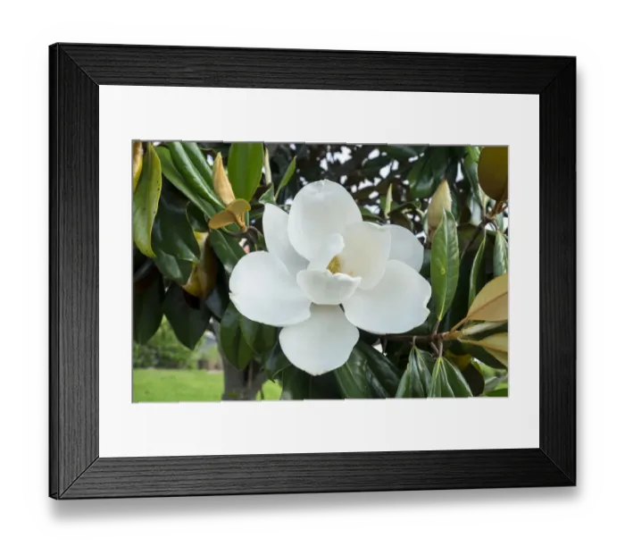 Framed Print : White Magnolia blossom, Florida, USA Framed Print : White Magnolia blossom, Florida, USA