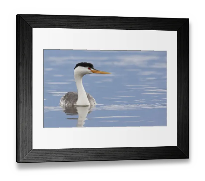 Framed Print : Clarks Grebe Framed Print : Clarks Grebe