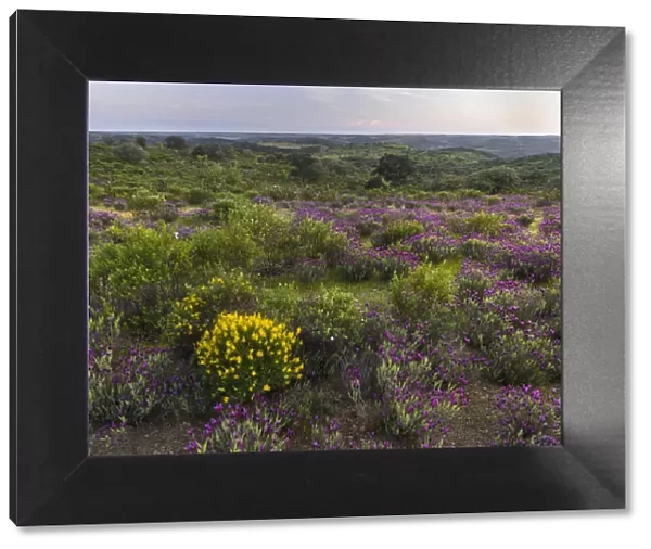 Landscape with Spanish lavender (Lavandula stoechas, French lavender, topped lavender)