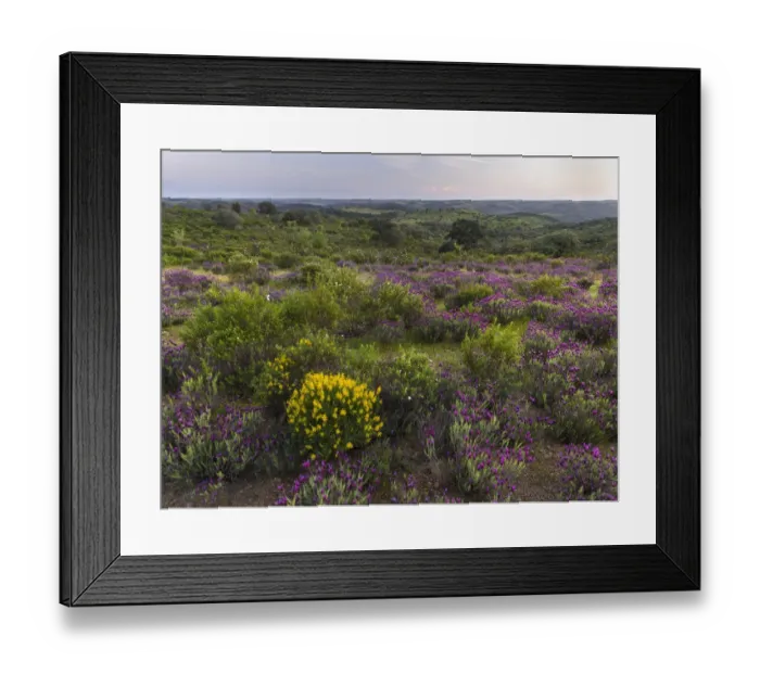 Framed Print : Landscape with Spanish lavender (Lavandula stoechas, French lavender, topped lavender)