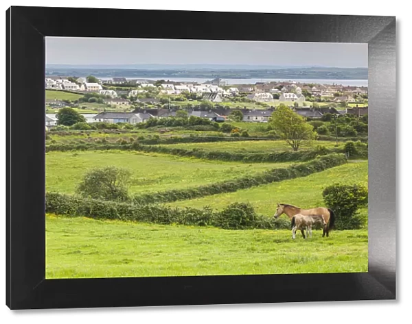 Ireland, County Clare, Killrush, landscape with horses