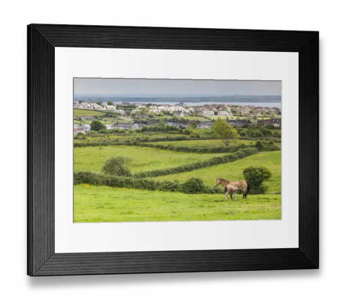 Framed Print : Ireland, County Clare, Killrush, landscape with horses Framed Print : Ireland, County Clare, Killrush, landscape with horses