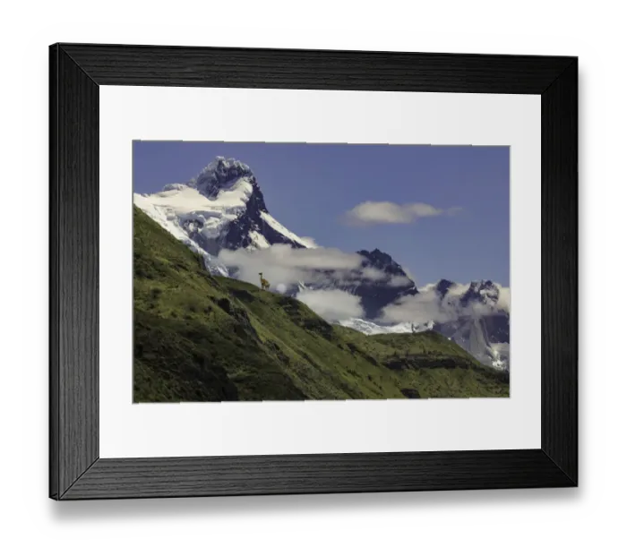 Framed Print : Guanaco or Lama on steep slope, Torres del Paine National Park, Chile, Patagonia