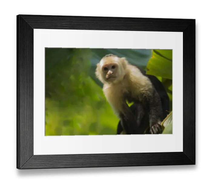 Framed Print : Costa Rica, monkey, spider monkey, tree