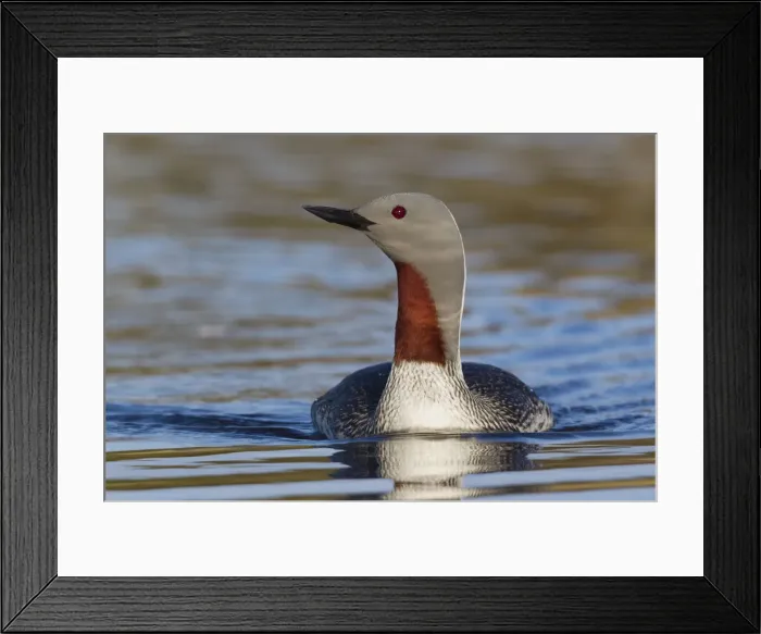 Framed Print : Red-throated Loon Framed Print : Red-throated Loon