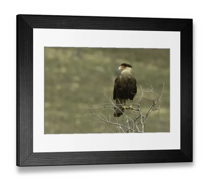 Framed Print : Southern Crested Caracara, Torres del Paine National Park, Chile, South AmericaPatagonia