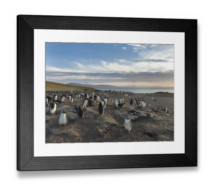 Framed Print : Gentoo Penguin (Pygoscelis papua), Falkland Islands. Colony. South America, Falkland Islands Framed Print : Gentoo Penguin (Pygoscelis papua), Falkland Islands. Colony. South America, Falkland Islands