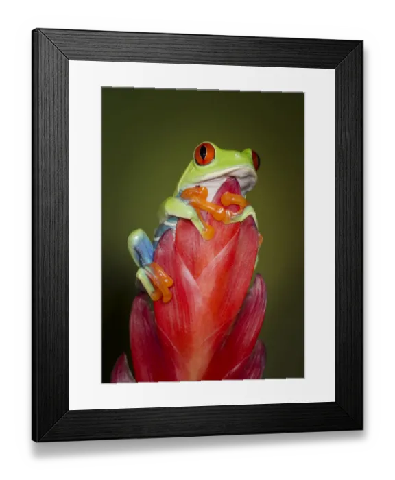 Framed Print : Red-eyed tree frog, Agalychnis callidryas, captive, controlled conditions Framed Print : Red-eyed tree frog, Agalychnis callidryas, captive, controlled conditions