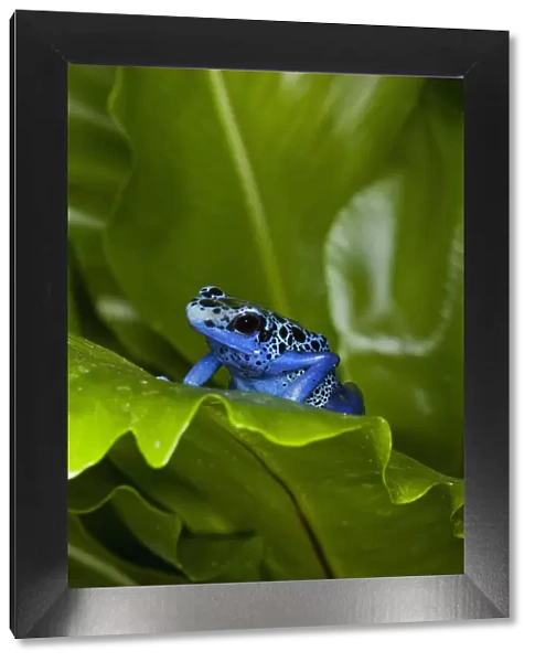 South America, Suriname. Blue dart frog on leaf