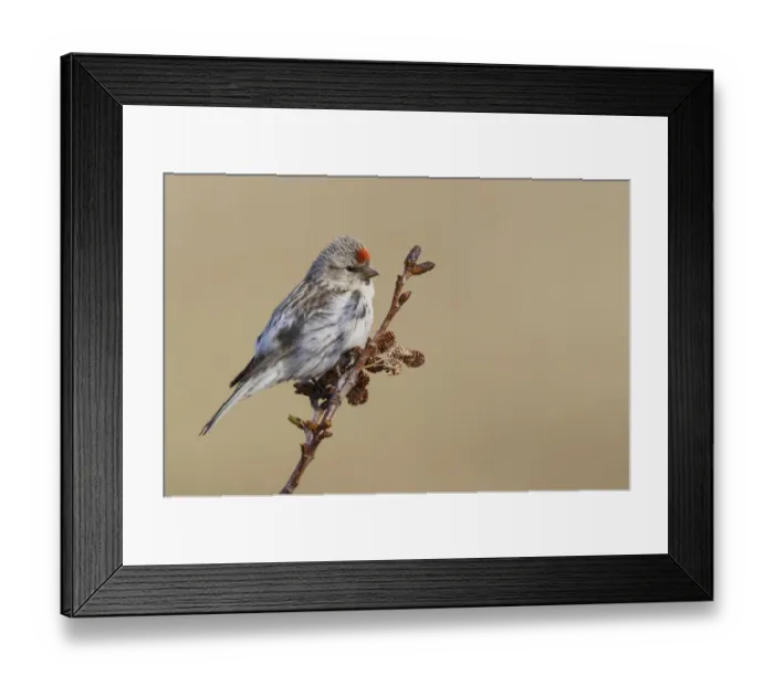 Framed Print : Hoary Redpoll